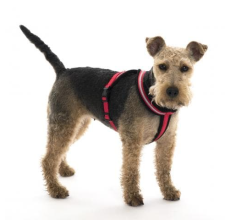 COA LFR5 Comfy Harness Red Medium Size