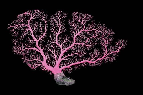 Aqua One Coral Fan Pink 60x41cm (L)