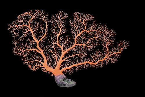 Aqua One Coral Fan Orange 60x41cm (L)